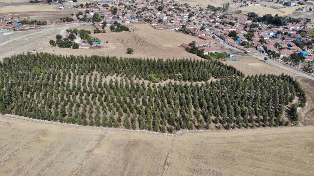 Arabasını satıp 5 bin sedir fidanı dikti: Şimdi ormana dönüştü! 12